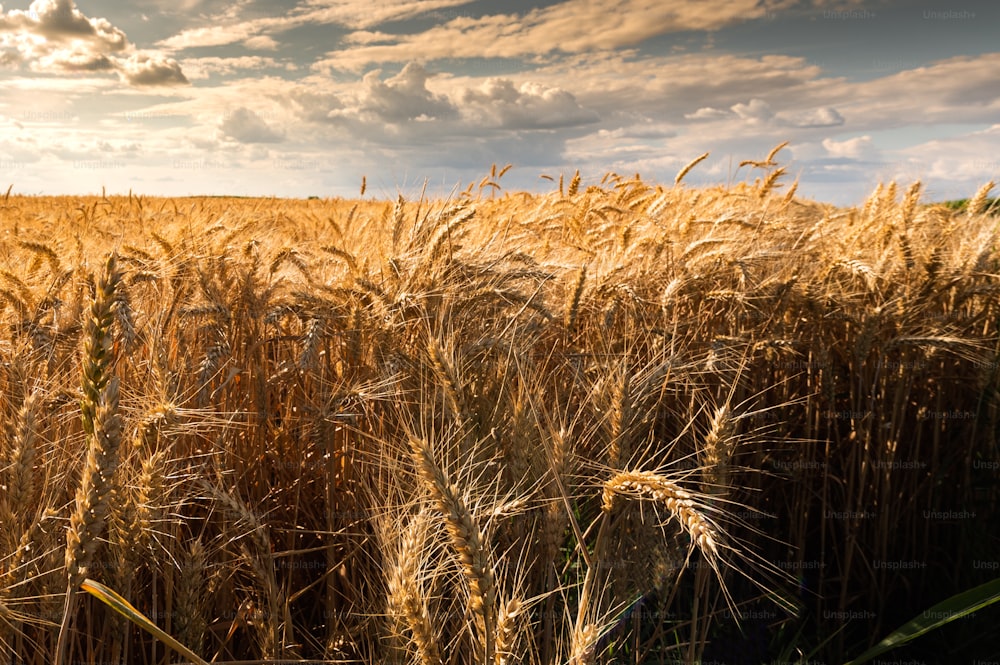 Beautiful nature background with close up of Ears of ripe wheat on Cereal field