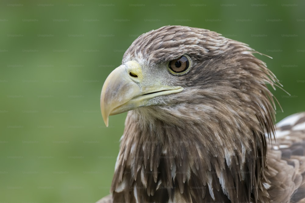Closeup Head Of A Golden Eagle Isolated On Black Background Stock Photo -  Download Image Now - iStock
