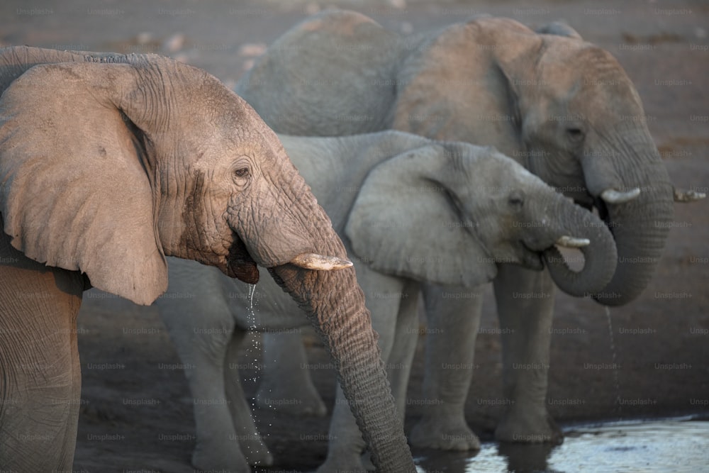 Elephants drinking in the last fading light of day.