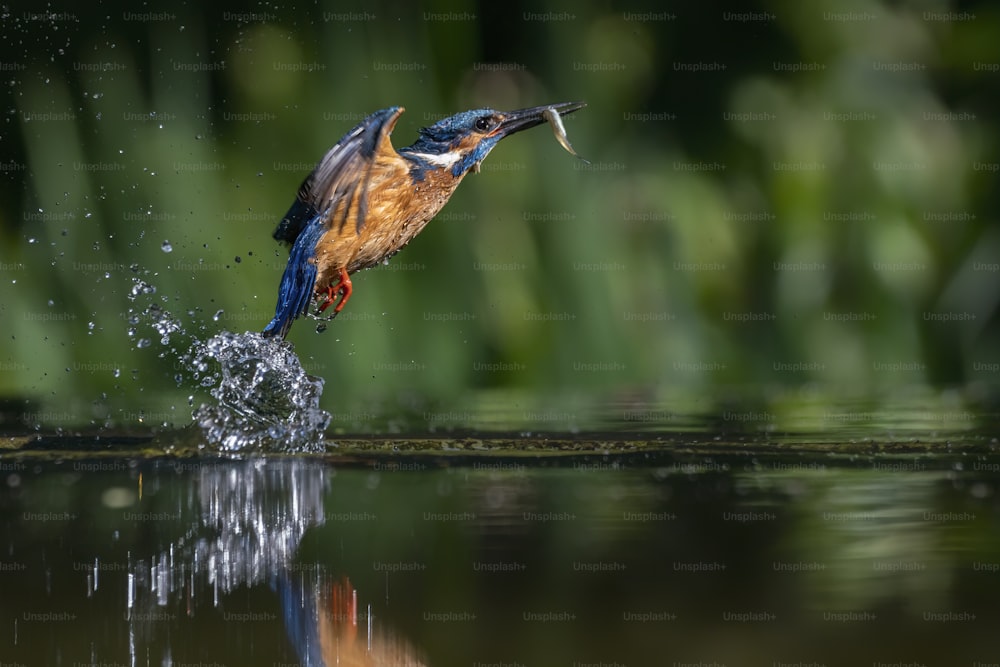 Pescador-real europeu comum (Alcedo atthis). Kingfisher voando depois de emergir da água com presas de peixes capturadas em bico sobre fundo natural verde. Kingfisher pegou um peixe pequeno.