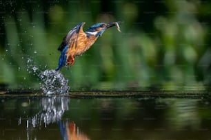 Common European Kingfisher (Alcedo atthis). Kingfisher flying after emerging from water with caught fish prey in beak on green natural background. Kingfisher caught a small fish.