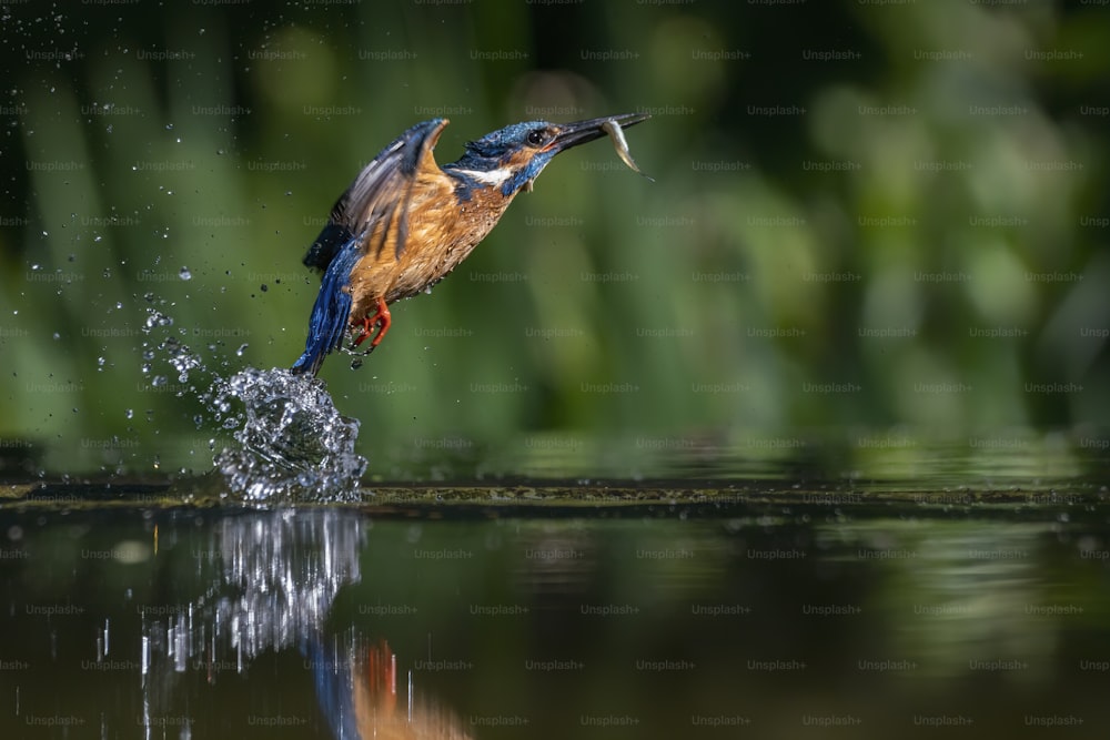 Common European Kingfisher (Alcedo atthis). Kingfisher flying after emerging from water with caught fish prey in beak on green natural background. Kingfisher caught a small fish.
