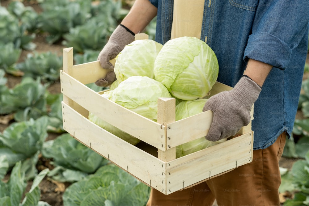 Close-up do agricultor de vegetais em luvas de trabalho carregando repolhos maduros em caixa de madeira enquanto caminha ao longo do campo