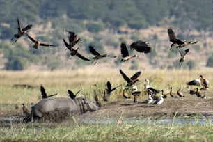 Hippo charging at a number of birds.