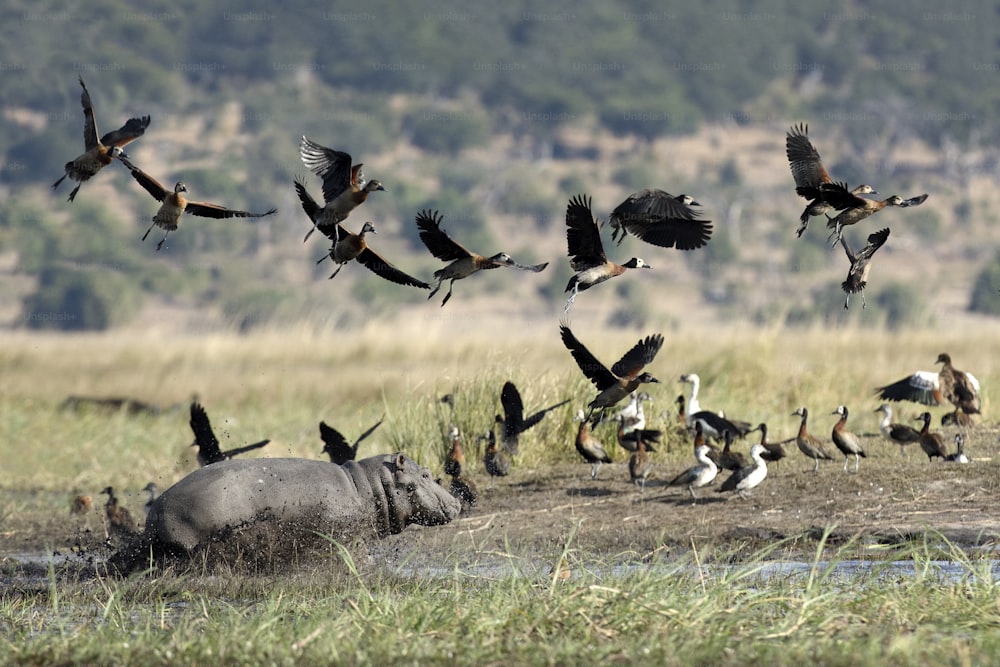 Hipopótamo cargando contra varias aves.