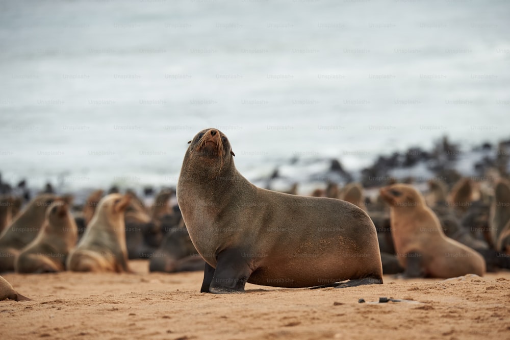 Great colony of seals fur at Cape cross in Namibia