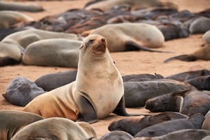 Great colony of seals fur at Cape cross in Namibia