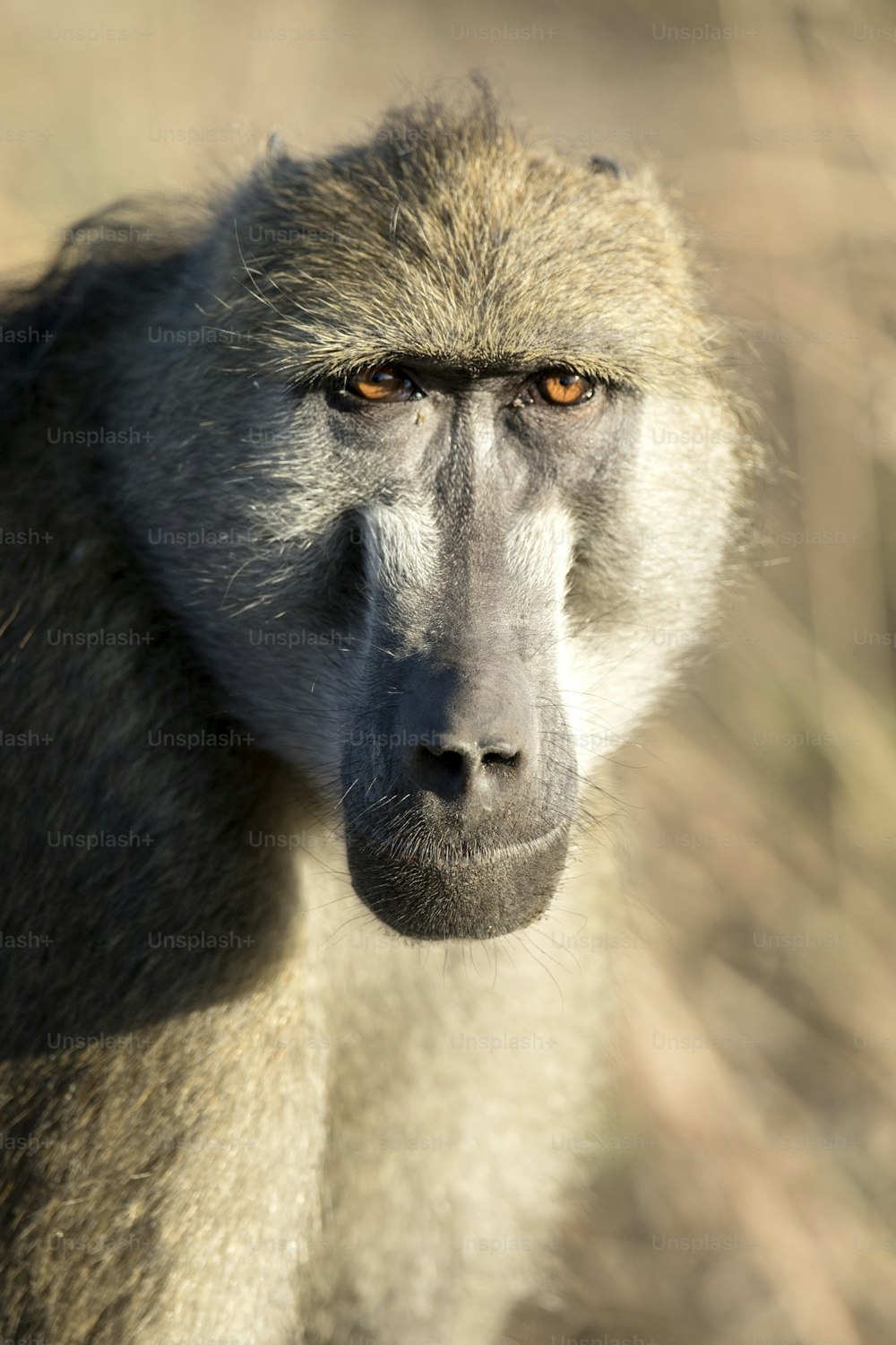 Portrait of a Baboon in the morning light.