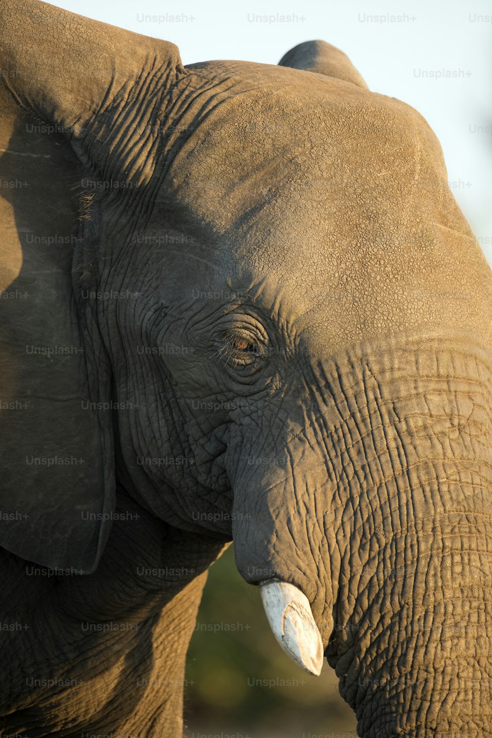 Um close up Retrato de um elefante