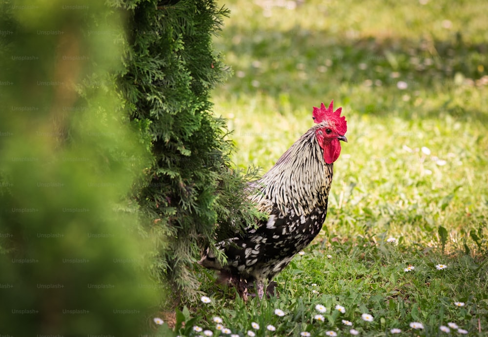 Pretty Rooster in the garden