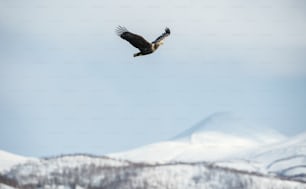 Erwachsener Seeadler im Flug. Berghintergrund. Wissenschaftlicher Name: Haliaeetus albicilla, auch bekannt als Ern, Erne, Grauadler, Eurasischer Seeadler und Seeadler. Natürlicher Lebensraum.