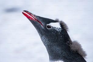 Un manchot papous dans la péninsule Antarctique