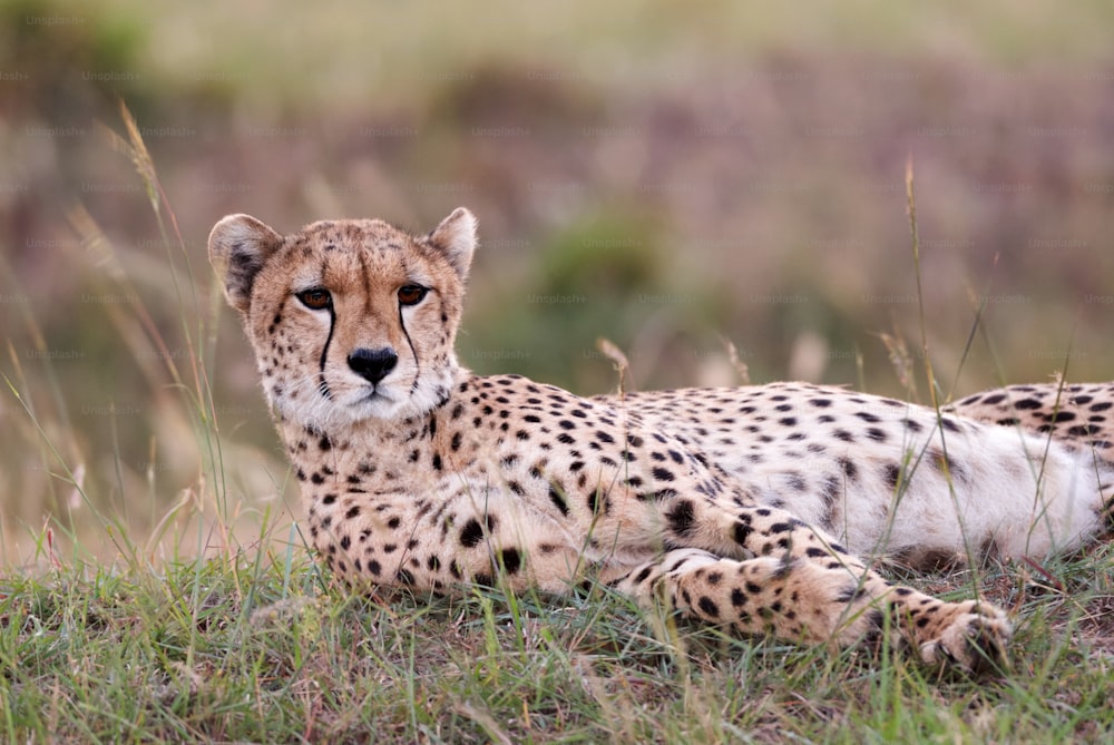 Beautiful cheetah lying in high grass of African savanna, Kenya