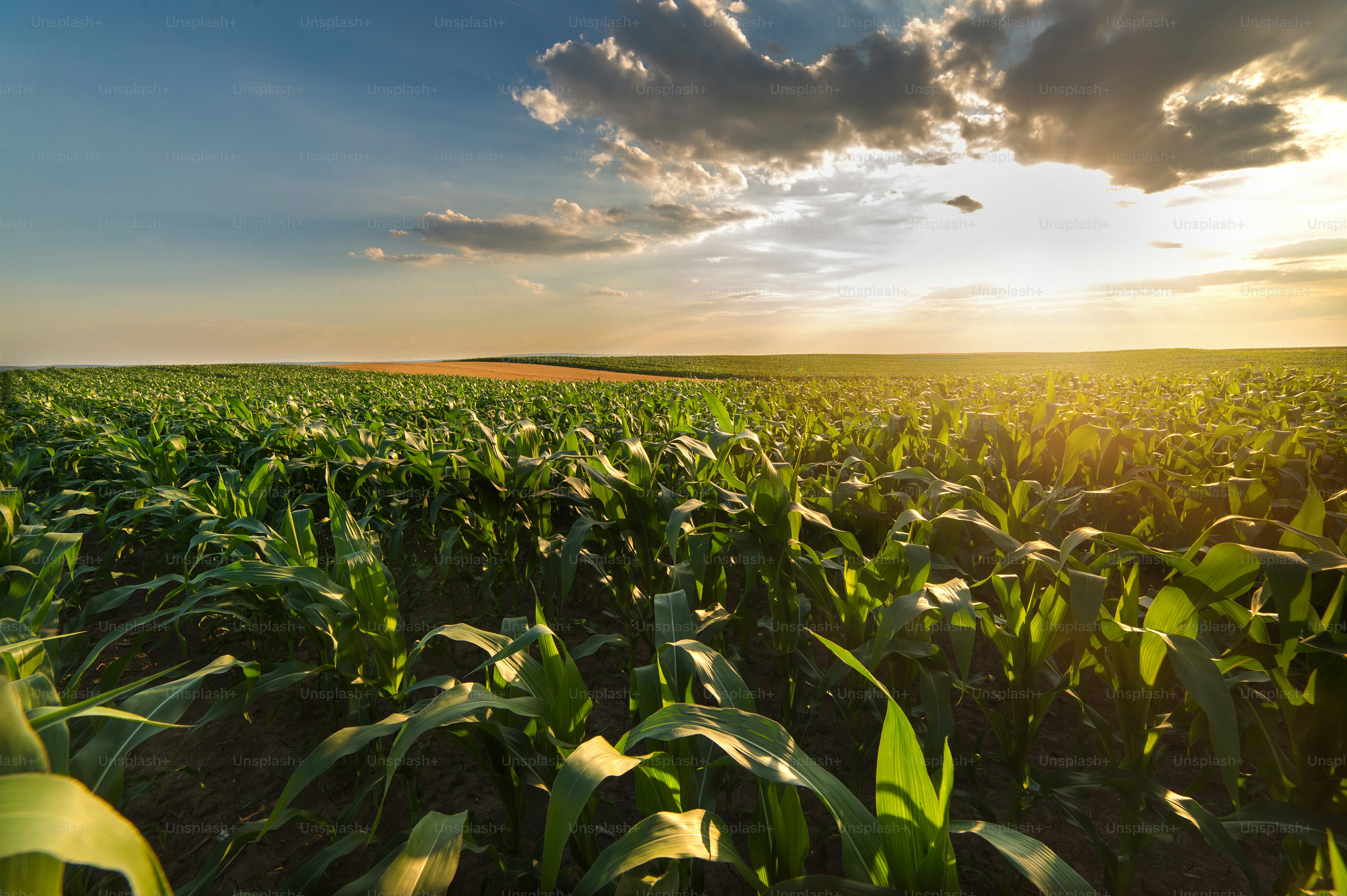 Agricultural field with ripe corn photo – Sunset Image on Unsplash