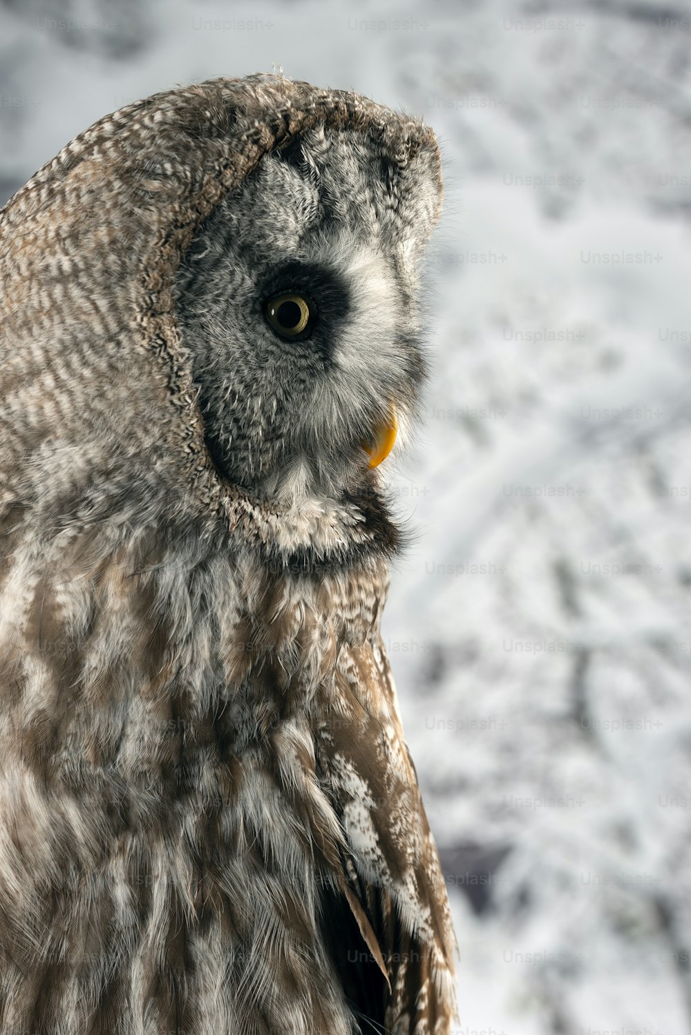 눈 덮인 겨울 배경으로 스튜디오 환경에서 그레이트 그레이 올빼미 스트릭스 성운의 아름다운 초상화