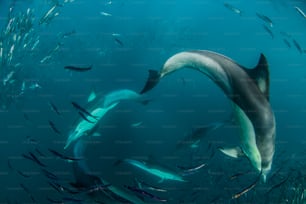南アフリカのイワシの遡上におけるイルカの襲撃