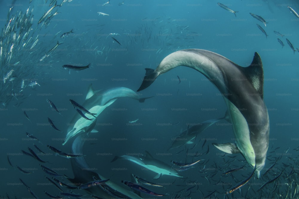 Attaque de dauphins dans un enclos de sardines en Afrique du Sud