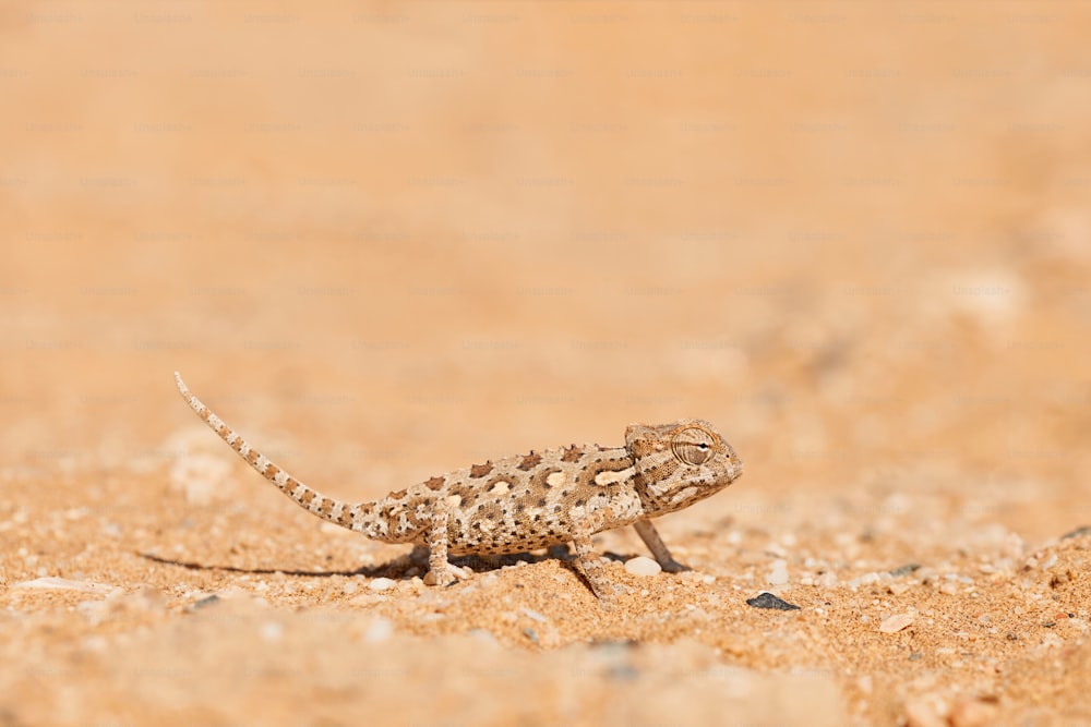 ナミビアのドロブ国立公園の砂の上を歩く小さなナマクアカメレオン