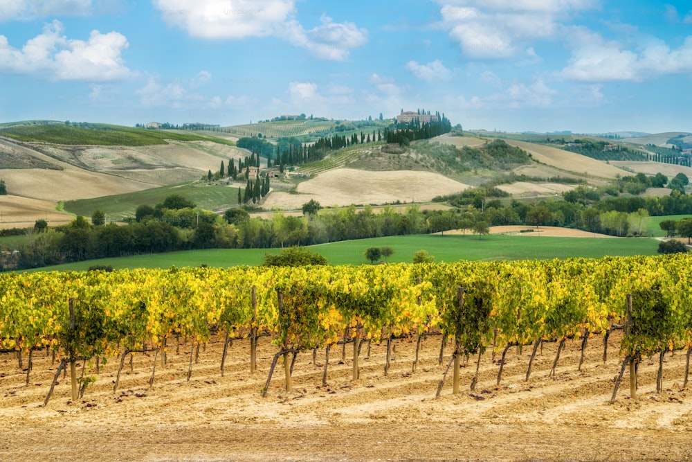 이탈리아 토스카나의 포도밭 풍경. 토스카나 포도원은 이탈리아에서 가장 유명한 와인의 고향입니다.