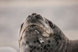 남극 대륙의 표범 바다