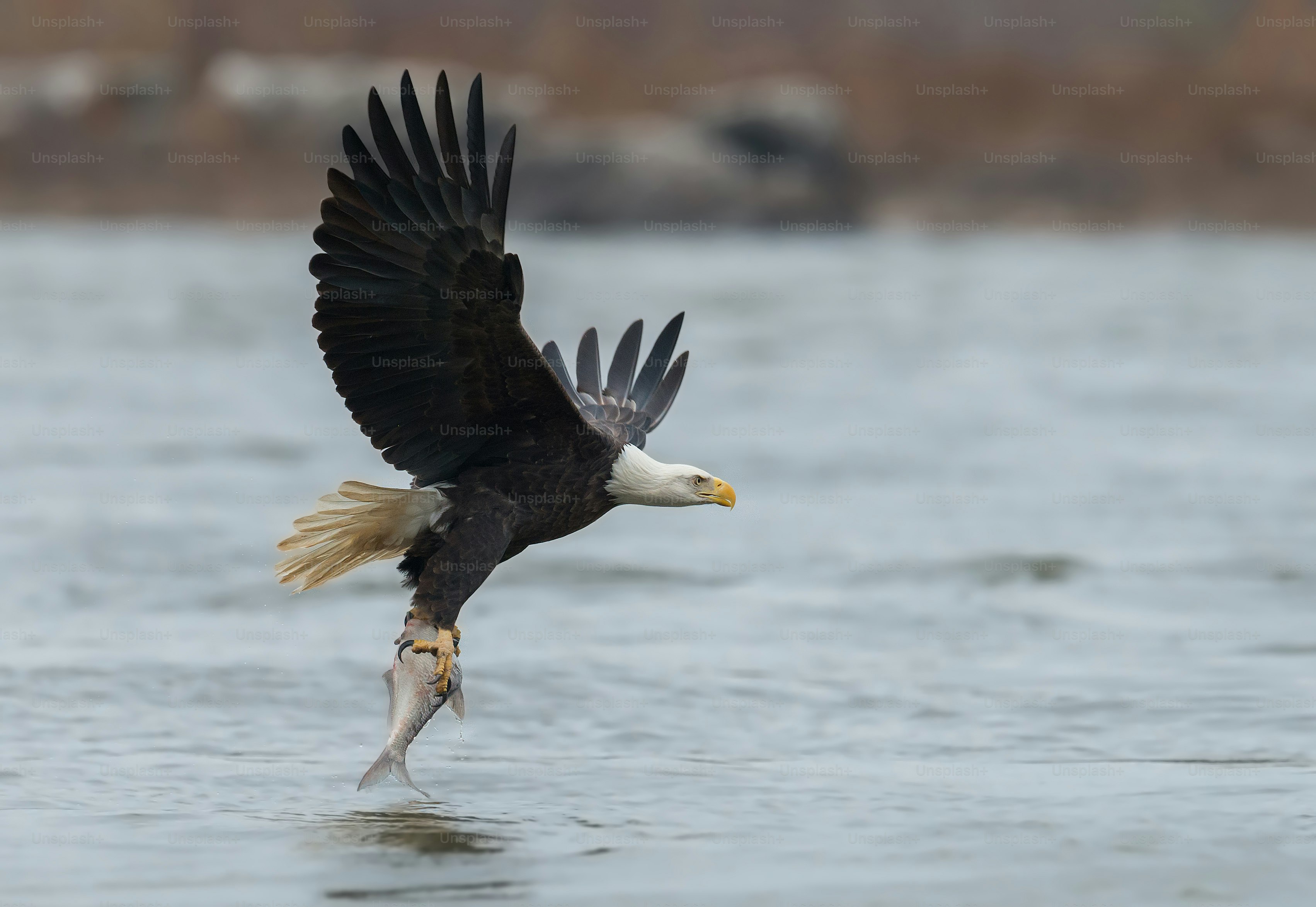 A bald eagle in Maryland