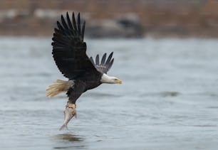 Un águila calva en Maryland