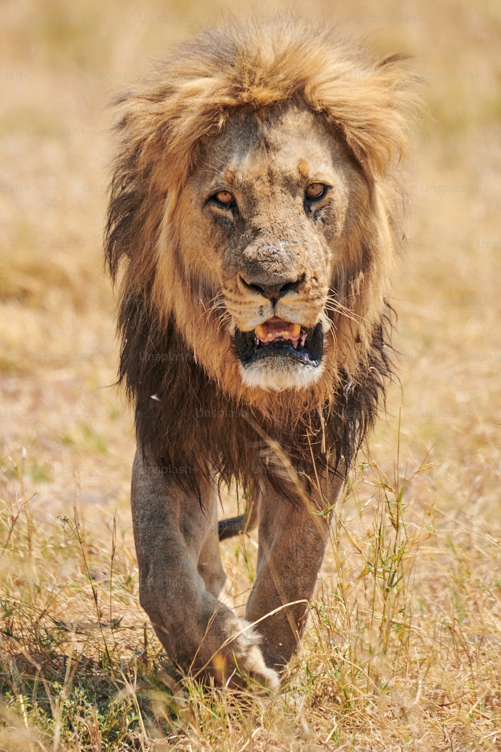 아름답고 거대한 수컷 사자 (표범 속 레오), 진짜 왕, 야생 아프리카 수풀에서 위엄있게 걷고.
