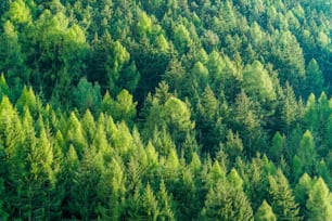 Green forest of fir and pine trees landscape background in the wilderness nature area. Concept of sustainable natural resources, healthy environment and ecology.