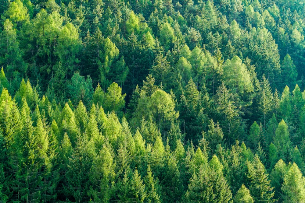 Green forest of fir and pine trees landscape background in the wilderness nature area. Concept of sustainable natural resources, healthy environment and ecology.