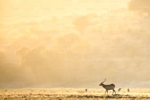 Un Lechwe dans le parc national de Chobe, au Botswana.