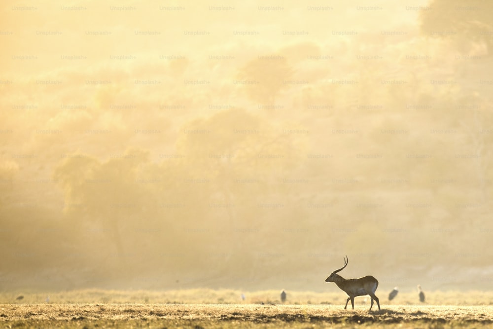 A Lechwe in Chobe national Park, Botswana.