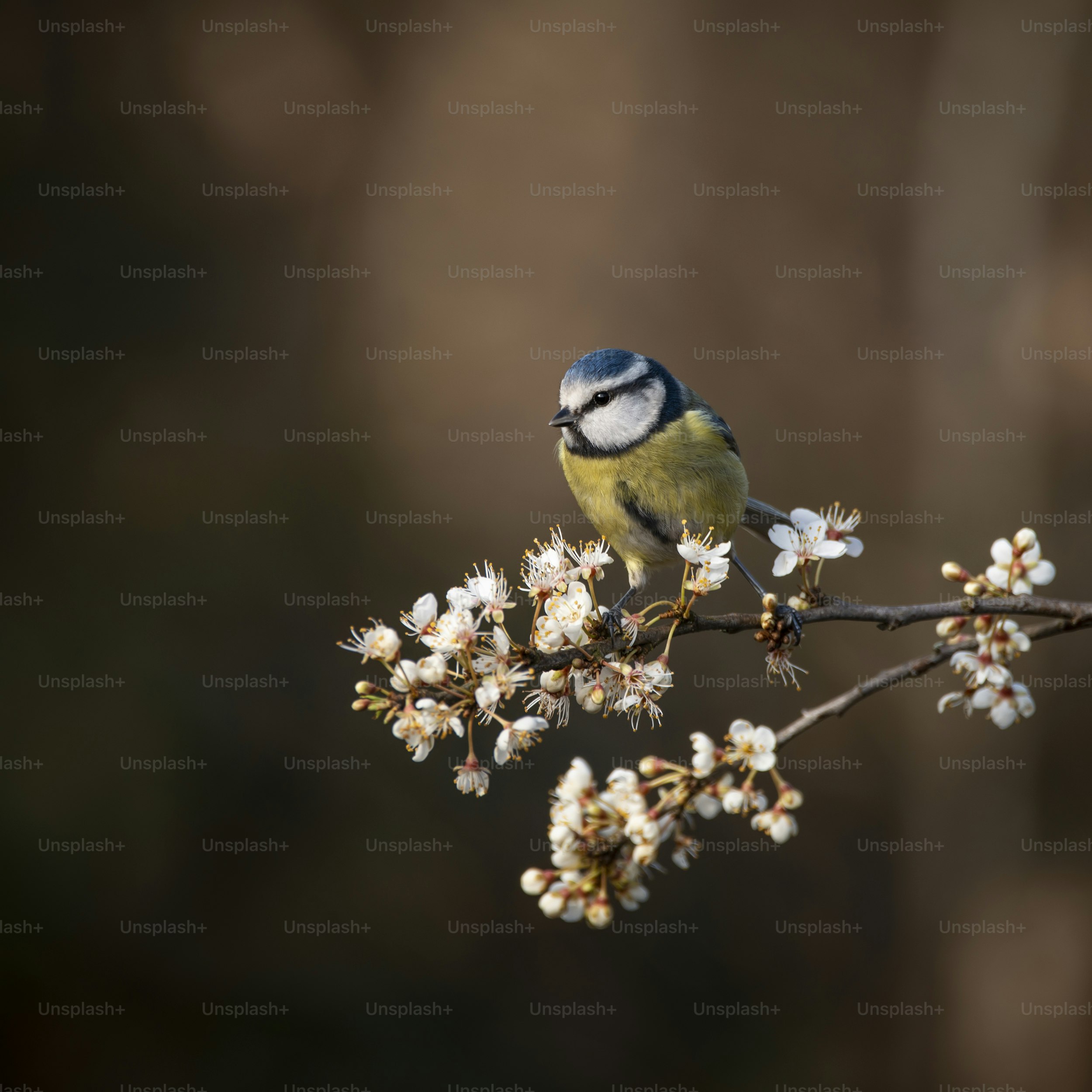 Belle image de mésange bleue Cyanistes Caeruleus sur branich au soleil printanier et pluie dans le jardin