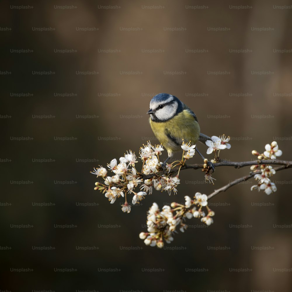Beautiful image of Blue Tit bird Cyanistes Caeruleus on branich in Spring sunshine and rain in garden