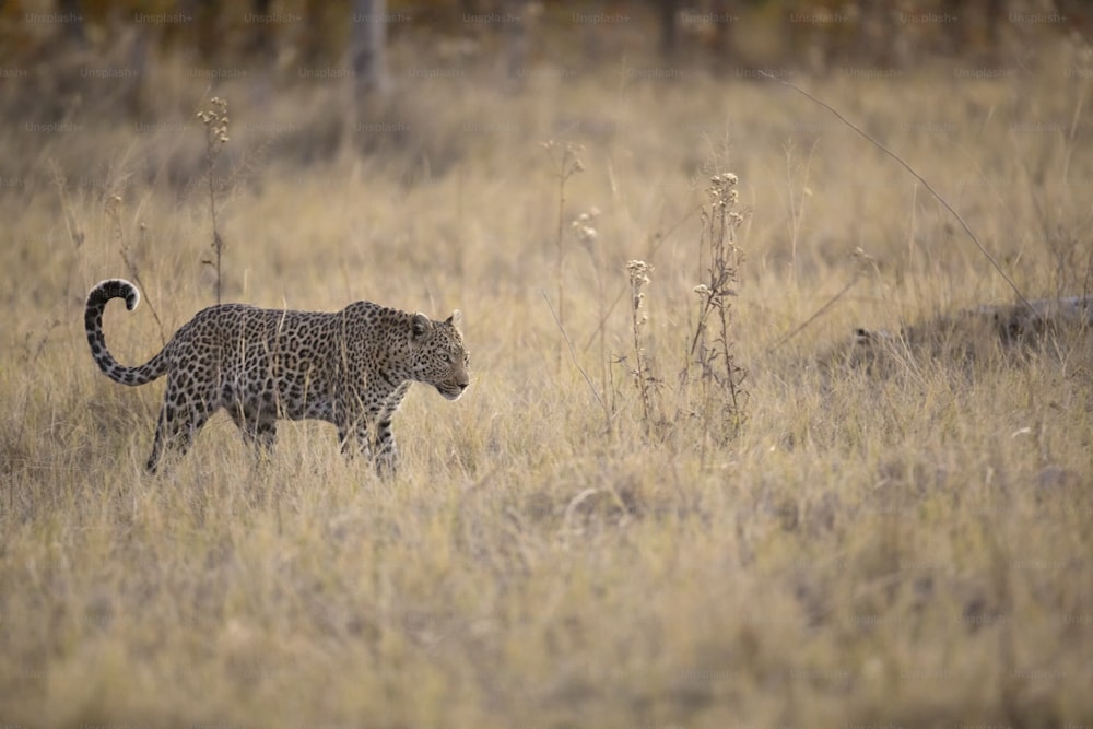 Un leopardo en el Parque Nacional de Chobe, Botsuana.