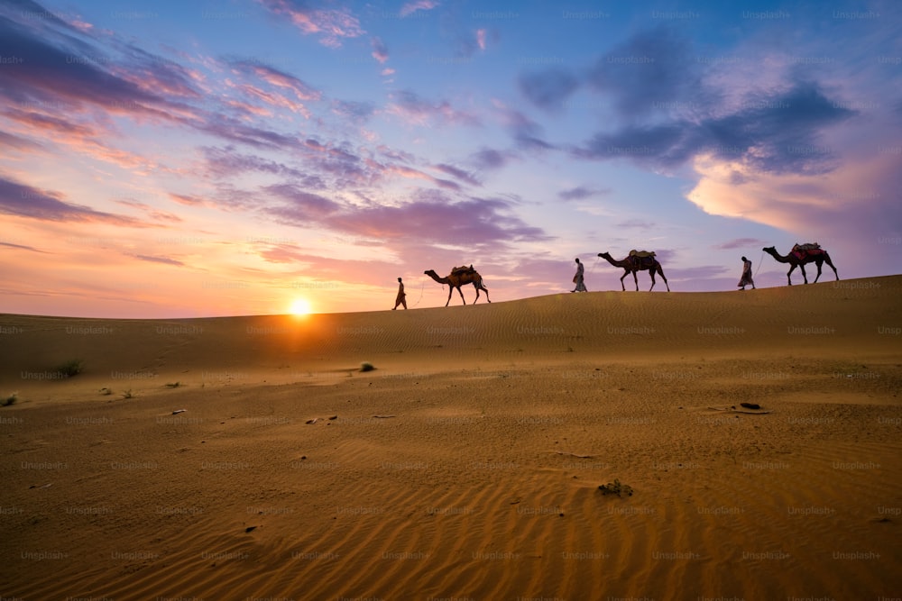 Indian cameleers (camel driver) bedouin with camel silhouettes in sand dunes of Thar desert on sunset. Caravan in Rajasthan travel tourism background safari adventure. Jaisalmer, Rajasthan, India