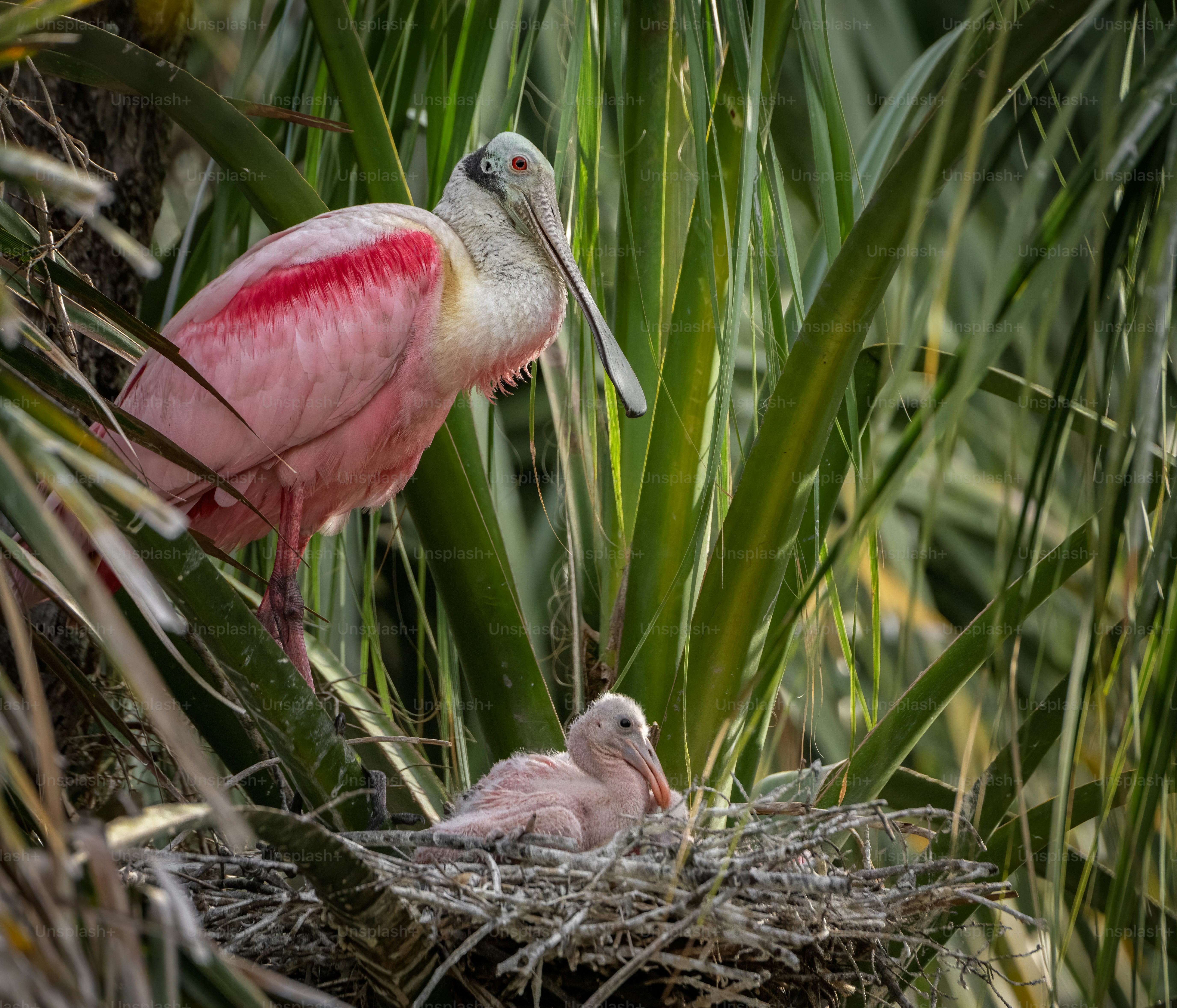 Roseate Spoonbill in Florida