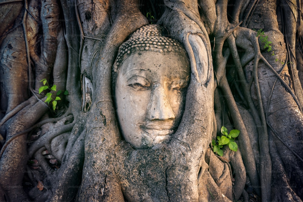 Testa di Buddha in albero di fico a Wat Mahathat, parco storico di Ayutthaya, Tailandia.