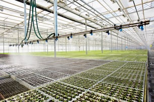Modern system of irrigation in large hothouse at agricultural farm