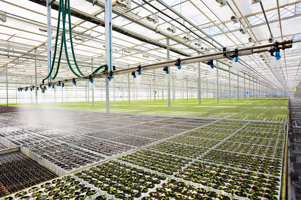 농업 농장의 대형 온실에서 현대적인 관개 시스템