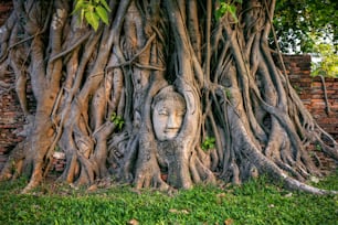 Buddha head in fig tree at Wat Mahathat, Ayutthaya historical park, Thailand.