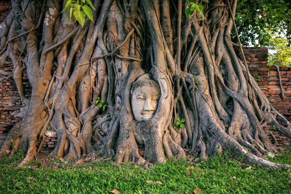 Tête de Bouddha dans un figuier au Wat Mahathat, parc historique d’Ayutthaya, Thaïlande.