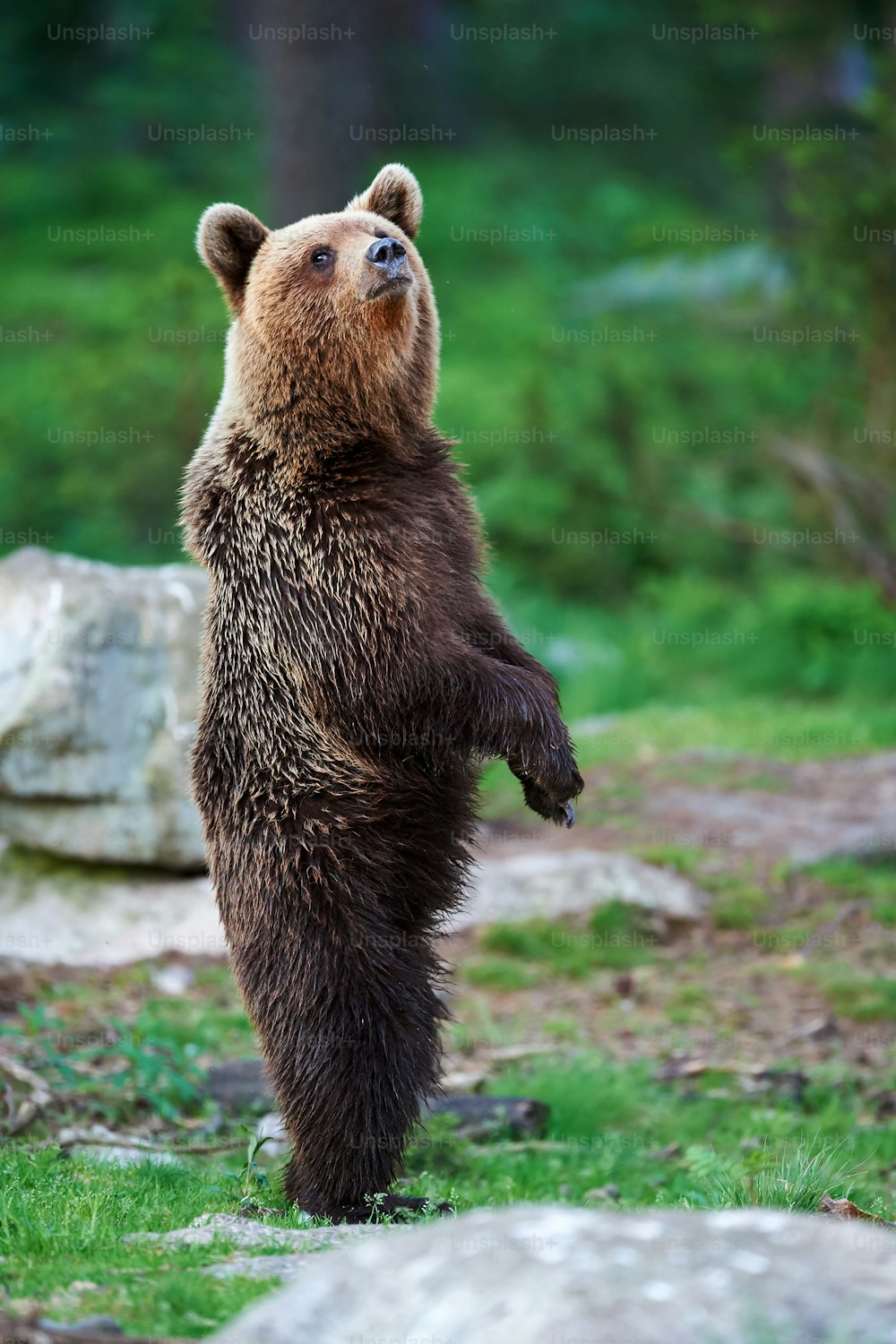 Urso pardo jovem fotografado em pé na taiga finlandesa