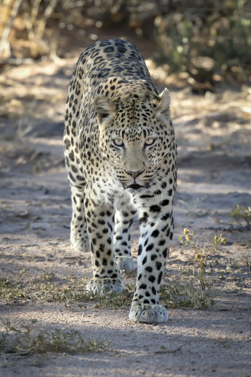 Leopardo in giro per una pattuglia mattutina