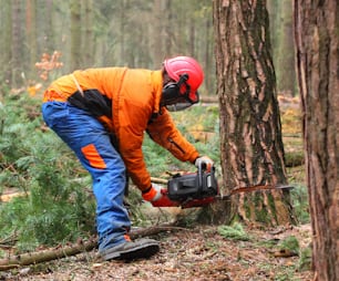 Der Holzfäller bei der Arbeit in einem Wald. Holzernte. Brennholz als erneuerbare Energiequelle. Thema Land- und Forstwirtschaft. Menschen bei der Arbeit.