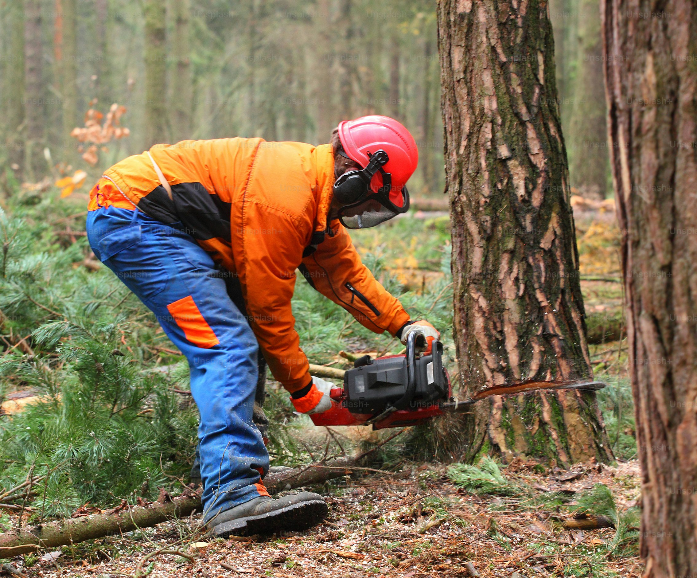 Smart Homeowners Plan Safer Tree Removal Now