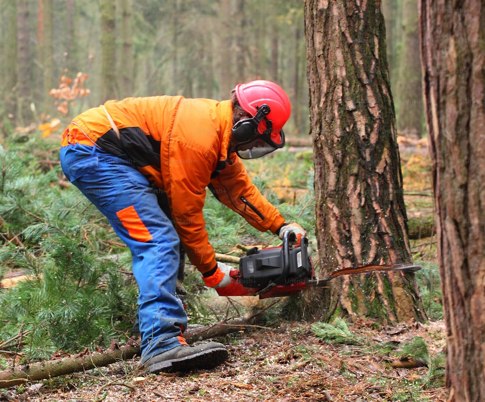 The Lumberjack working in a forest. Harvest of timber. Firewood as a renewable energy source. Agriculture and forestry theme. People at work.