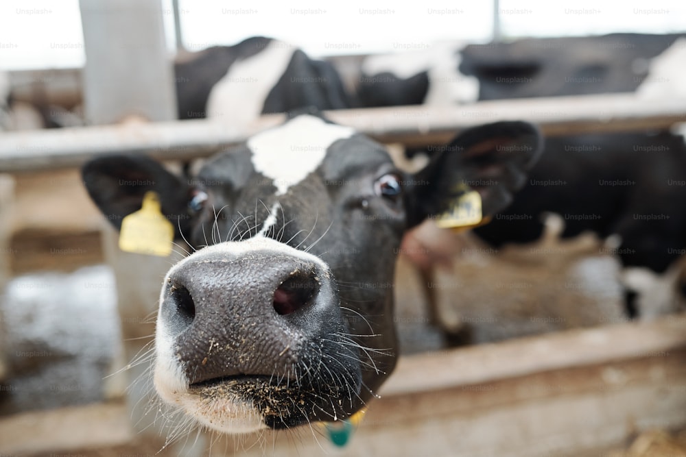 Naso e muso di giovane mucca da latte che ti guarda fuori dal recinto della stalla all'interno di una grande azienda lattiero-casearia