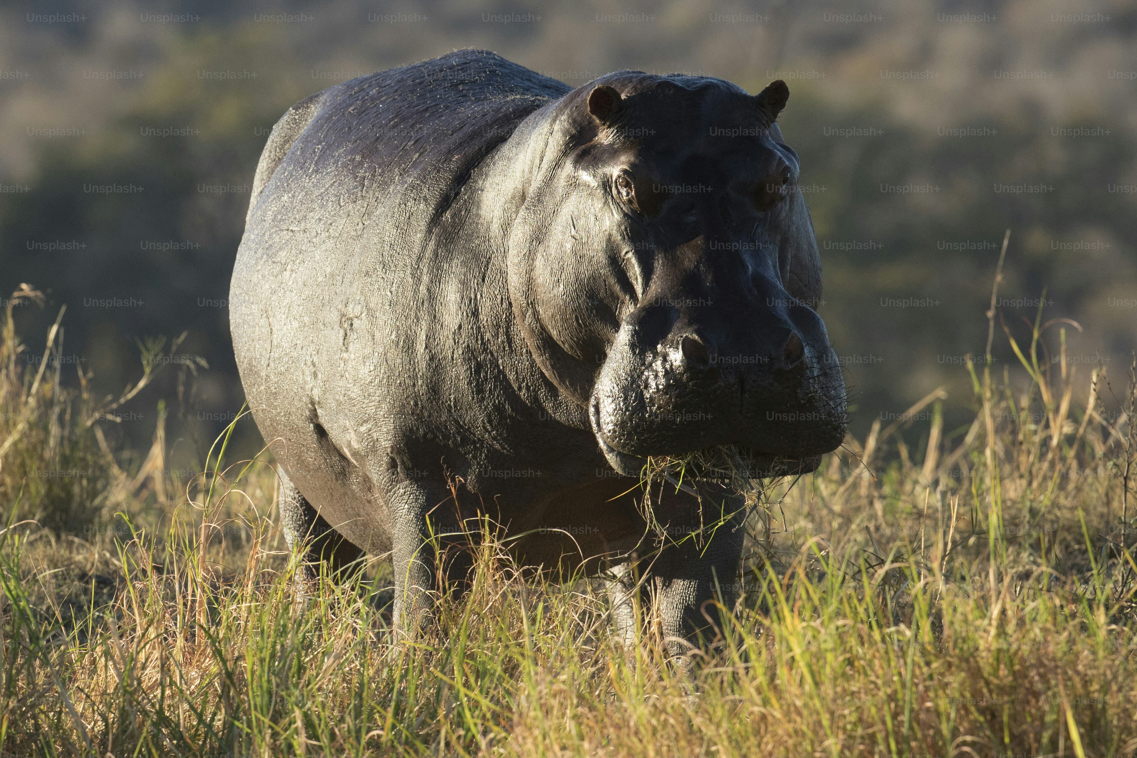 A hippo in Chobe National Park, Botswana.