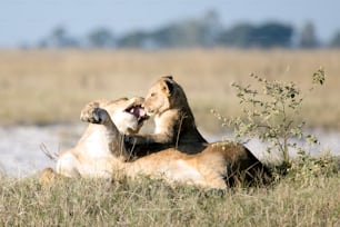 Eine Löwin spielt mit ihrem Jungen.