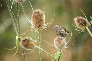 Beautiful juvenile Siskin bird Spinus Spinus on teasels in woodland landscape setting